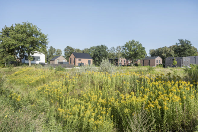 © IBA Hamburg / Martin Kunze: Blick über einen Blumenteppich auf eine Häusersiedlung im Fischbeker Heidbrook