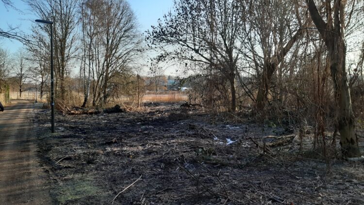 © IBA Hamburg / Thomas Waldau Naturfläche mit kleinen Bäumen