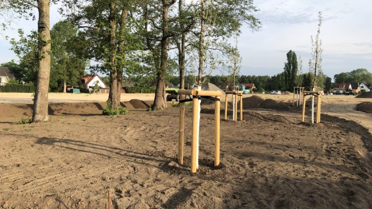 © IBA Hamburg Freifläche mit neu gepflanzten Bäumen