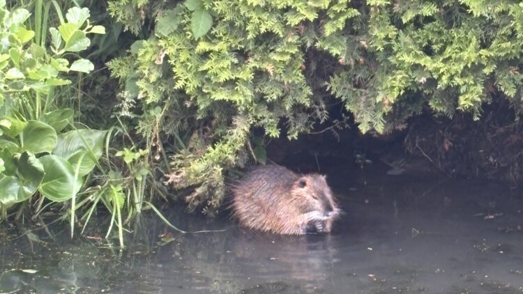 © IBA Hamburg / Arne von Maydell Eine braune Nutria sitzt am Rand eines flachen Gewässers unter dichtem Uferbewuchs.