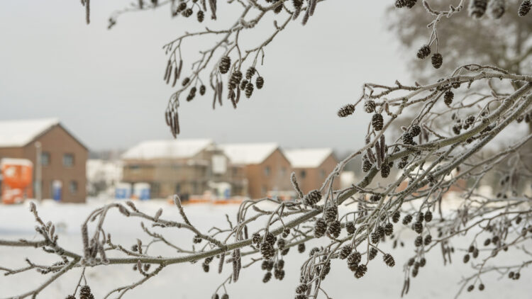 © IBA Hamburg / Martin Kunze Blick durch dünne Zweige am Baum auf eine Häuserreihe