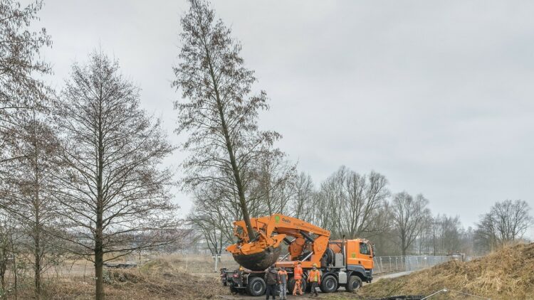 © IBA Hamburg / Martin Kunze Der ausgepflanzte Baum wird über die Straße transportiert