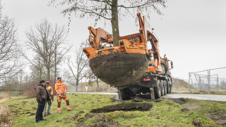 © IBA Hamburg / Martin Kunze Baum wird zum vorgefertigten Pflanzloch transportiert