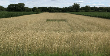 © BUKEA / Giesenberg Landwirtschaftliches Feld mit Getreide