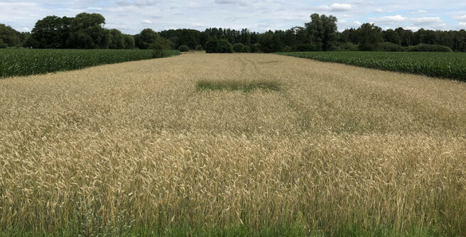 © BUKEA / Giesenberg Landwirtschaftliches Feld mit Getreide
