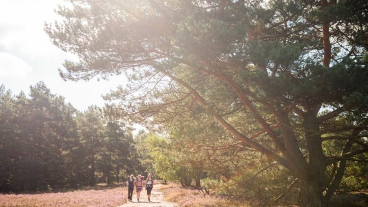 © IBA Hamburg / Johannes Arlt Spazierweg in der Fischbeker Heide
