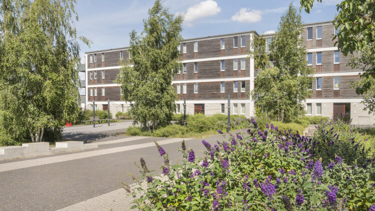 © IBA Hamburg / Martin Kunze Mehrfamilienhaus im Hintergrund, vorn Blühpflanzen